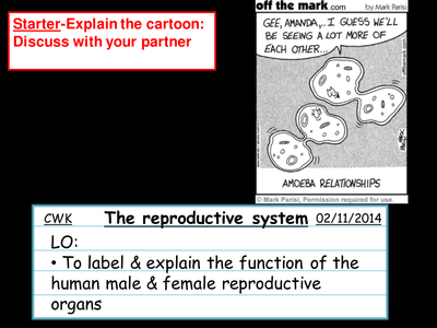 The reproductive system by jm2450 - UK Teaching Resources - TES