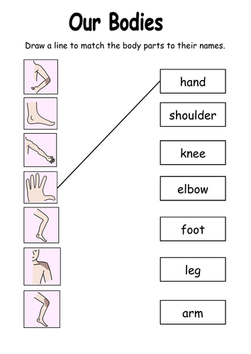 Our Bodies worksheet | Teaching Resources