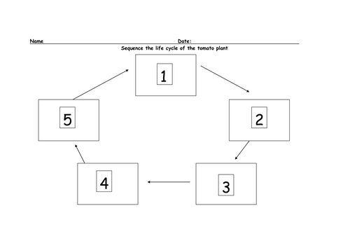 Life cycle of a tomato plant | Teaching Resources