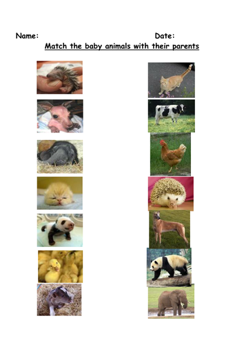 Matching Mummy Baby Animals Teaching Resources
