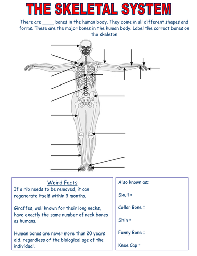 Skeletal System worksheets - Edexcel | Teaching Resources