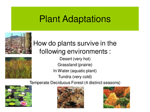 Plant Adaptations Teaching Resources