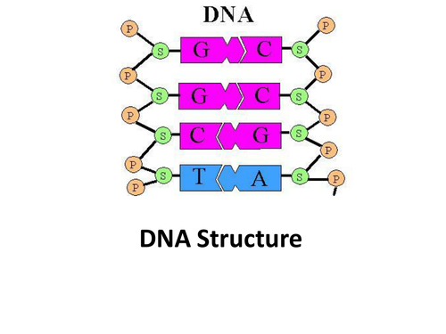 DNA Starter Activity | Teaching Resources
