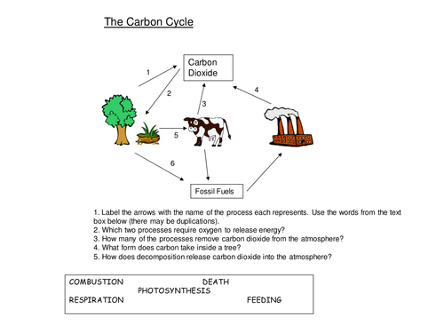 Worksheets The Carbon Cycle Worksheet nutrients the carbon cycle worksheet by harwooda teaching resources tes