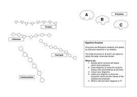 Enzymes action - animation and worksheet | Teaching Resources