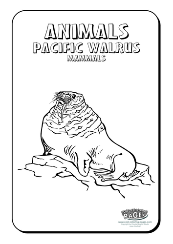 Cool Colouring Pages: Pacific walrus | Teaching Resources