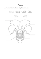 Parts of a flower by cathb1975 - Teaching Resources - Tes
