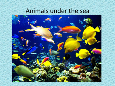 Under The Sea PPT by VLM1985 - UK Teaching Resources - TES