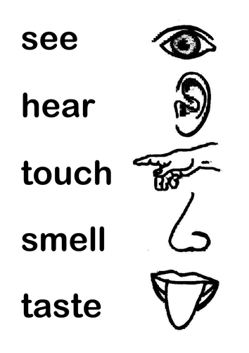 Five Senses | Teaching Resources