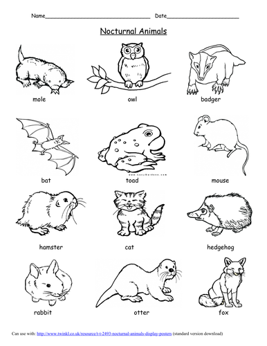 nocturnal-animals-free-printables-printable-templates