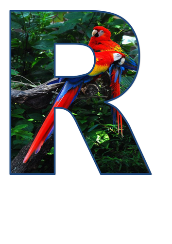 rainforest teaching resources