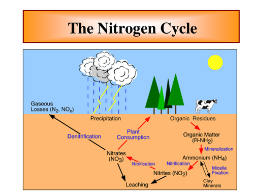 Nitrogen Cycle Teaching Resources