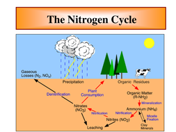 Nitrogen Cycle by dgreenwood64 | Teaching Resources