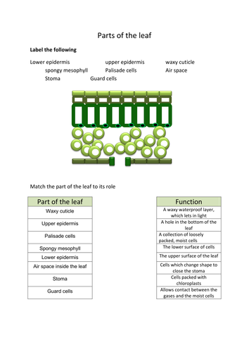 Parts of the leaf | Teaching Resources