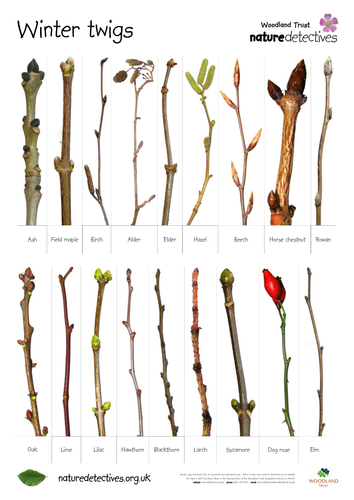 Twigs - Twig ID Quiz | Teaching Resources