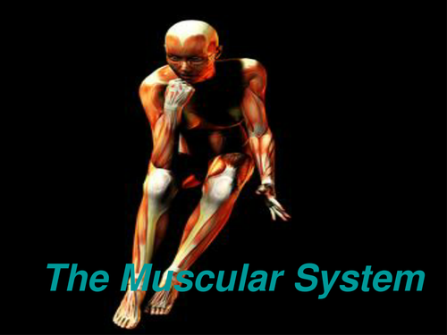 The Muscular System | Teaching Resources