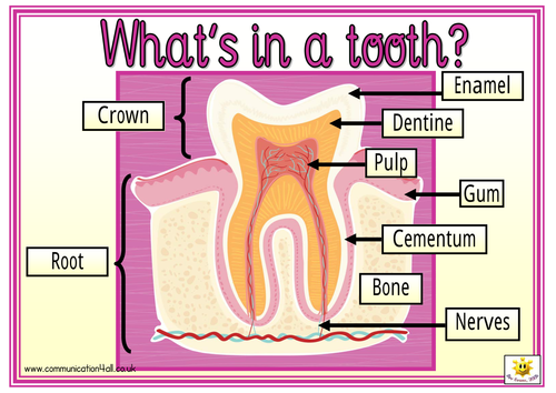 Root bone