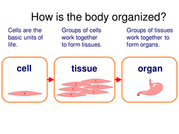 Cells tissues and organs | Teaching Resources