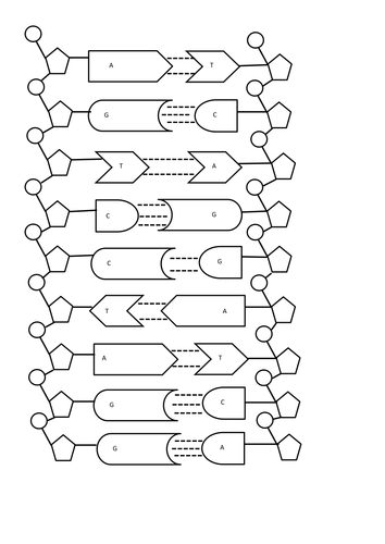 Find the mistakes on the DNA molecule | Teaching Resources