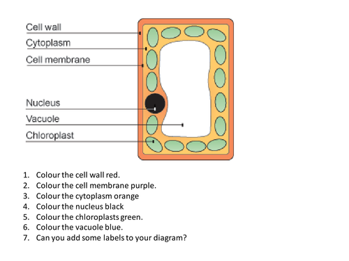 Plant Cell (SEN) Labelling by Nom_DeGuerre - Teaching ...