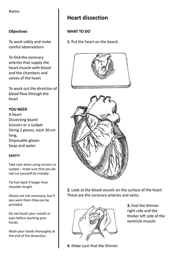 Heart Dissection Double Lesson Teaching Resources