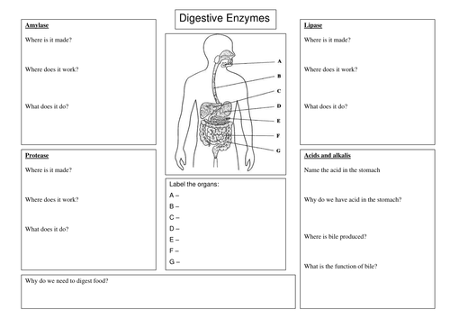 Digestive enzyme worksheet | Teaching Resources