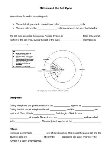 mitosis and the cell cycle teaching resources