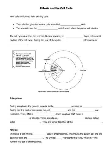 Printables Cell Cycle And Mitosis Worksheet cell cycle and mitosis worksheet fireyourmentor free printable worksheets the by canonuk teaching resources tes