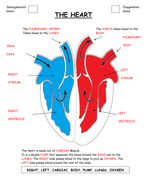 Parts of the heart diagram worksheet. | Teaching Resources