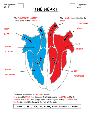 Parts of the heart diagram worksheet. by GammaRay ...