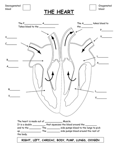 Parts of the heart diagram worksheet. by GammaRay - UK ...