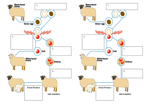 investigation worksheet animal missmolyneux Lesson by Animals Teaching   Cloning