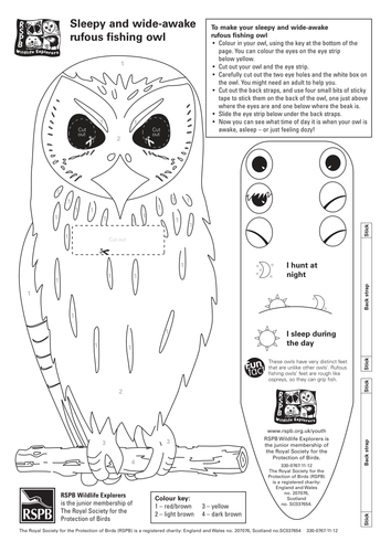 Rainforest animal activities | Teaching Resources