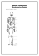 Skeletal System | Teaching Resources