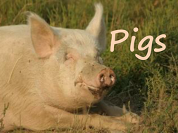 Pigs | Teaching Resources