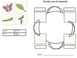 Insects' life cycle | Teaching Resources