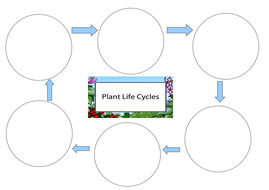 Life cycle of a plant worksheet ks1