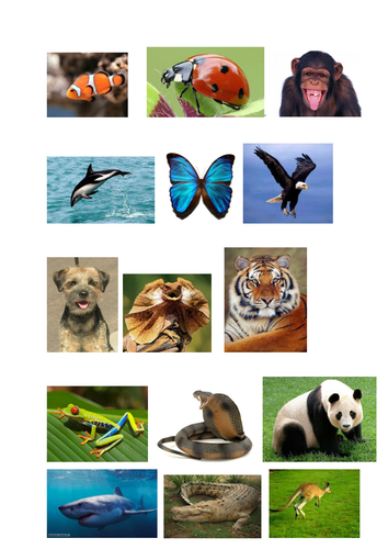 Classifying Animals Worksheet and Pictures | Teaching Resources