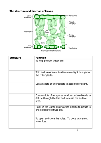 Photosynthesis and leaves- structure of leaves | Teaching Resources