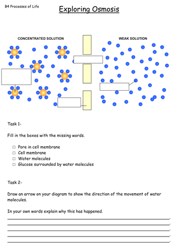 OCR Osmosis lesson | Teaching Resources