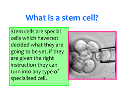 Stem Cells: Meat from Scratch Lesson+Resources by eapenn22 ...