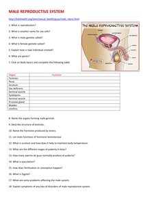 male reproductive system.docx