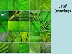 Natural forms - leaves y7 | Teaching Resources