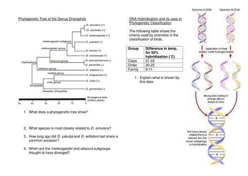 Phylogenetics/DNA Hybridisation worksheet | Teaching Resources