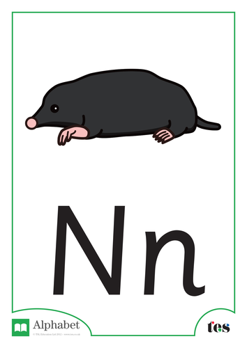 The Letter N - Nocturnal Animals Theme | Teaching Resources