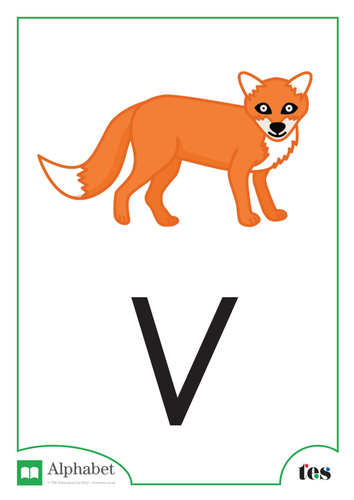 The Letter V - Nocturnal Animals Theme | Teaching Resources