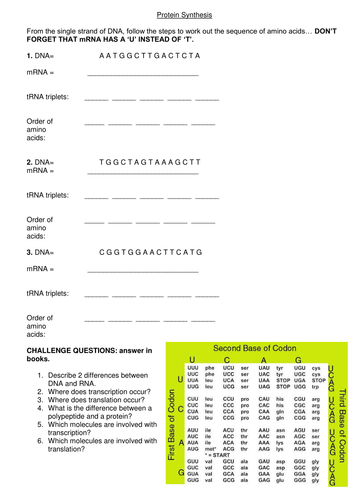 Protein synthesis activities. | Teaching Resources