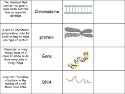 Relationship Between DNA Genes Chromosomes OCR B1 1st lesson genes  chromosomes  and DNA  Teaching 