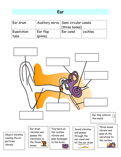 Ear damage and sound worksheets. by km152 - Teaching Resources - TES