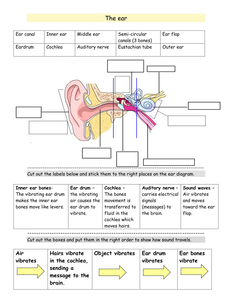 Ear damage and sound worksheets. - Resources - TES